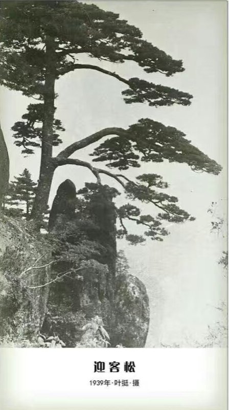 1939年，叶挺拍摄的黄山迎客松.jpg